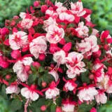 Fuchsia Ballerina Collection Fuchsia Ballerina Collection