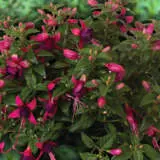 Fuchsia Ballerina Collection Fuchsia Ballerina Collection