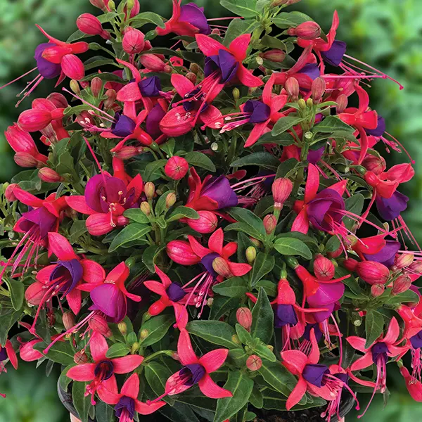 Fuchsia Ballerina Collection