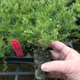 Starter Pack – Grevillea Covergirl Starter Pack – Grevillea Covergirl