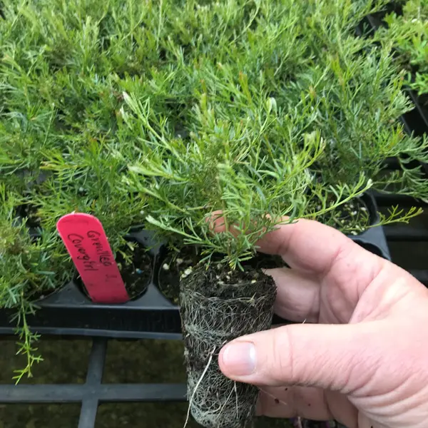 Starter Pack – Grevillea Covergirl Starter Pack – Grevillea Covergirl