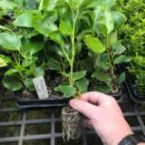 Starter Pack – Griselinia Littoralis Starter Pack – Griselinia Littoralis