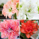 Hippeastrum Double Collection 2 2025 Colhipdc1 - Garden Express Australia