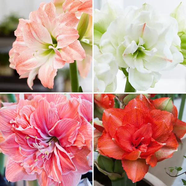 Hippeastrum Double Collection 2