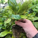 Starter Pack – Hymenosporum Gold Nugget Starter Pack – Hymenosporum Gold Nugget