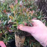 Starter Pack – Leptospermum Copper Glow Starter Pack – Leptospermum Copper Glow