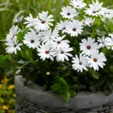 Osteospermum Margarita White Lplostmwh - Garden Express Australia