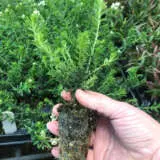 Starter Pack – Ozothamnus Radiance Starter Pack – Ozothamnus Radiance