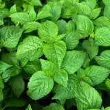 Perennial Basil Lplperbas - Garden Express Australia