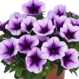 Petunia Durabloom Blue Ice Petunia Durabloom Blue Ice