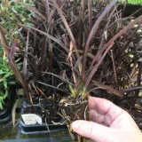 Starter Pack – Phormium Anna Red Starter Pack – Phormium Anna Red
