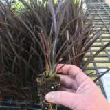 Hedging Pack – Phormium Dark Delight Hedging Pack – Phormium Dark Delight