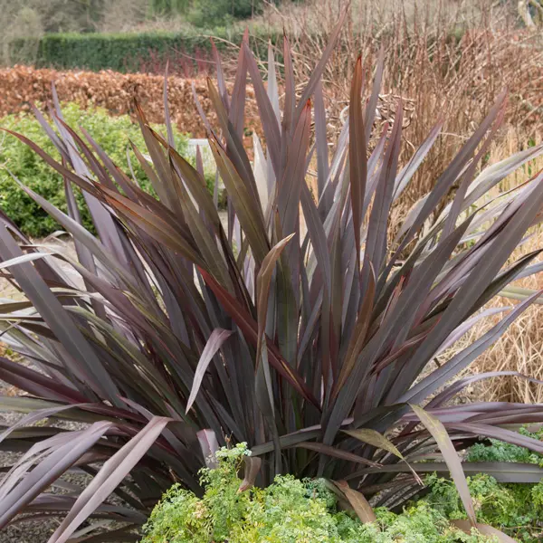 Hedging Pack – Phormium Dark Delight Hedging Pack – Phormium Dark Delight