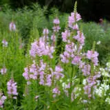 Physostegia Pink P68phypin - Garden Express Australia