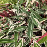 Stromanthe Tricolour Stromanthe Tricolour