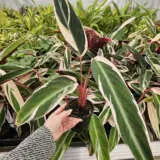 Stromanthe Tricolour Stromanthe Tricolour