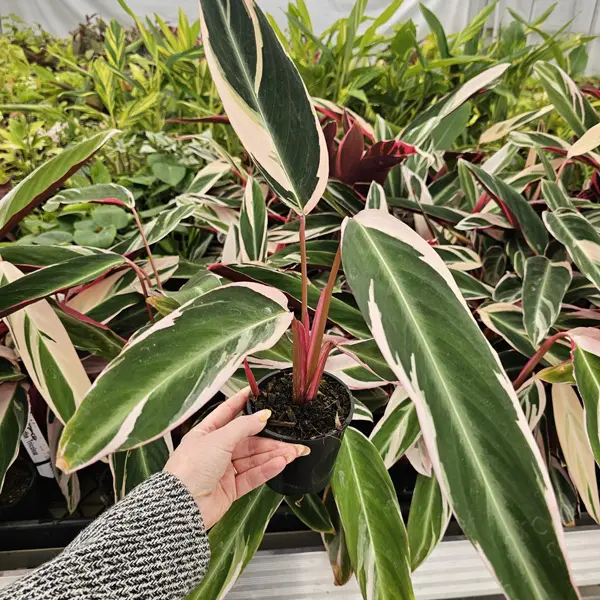 Stromanthe Tricolour Stromanthe Tricolour