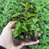 Fuchsia Ballerina Collection Fuchsia Ballerina Collection