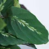 Calathea Maui Queen Calathea Maui Queen