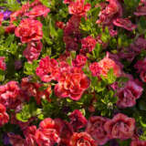 Calibrachoa Aloha Double Apricot P68calada - Garden Express Australia