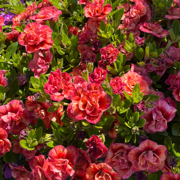 Calibrachoa Aloha Double Apricot