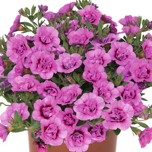 Calibrachoa Aloha Double Dark Pink Calibrachoa Aloha Double Dark Pink
