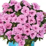 Calibrachoa Aloha Double Soft Pink Eye Calibrachoa Aloha Double Soft Pink Eye