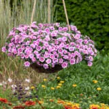 Calibrachoa Aloha Double Soft Pink Eye Lplcaladsp - Garden Express Australia