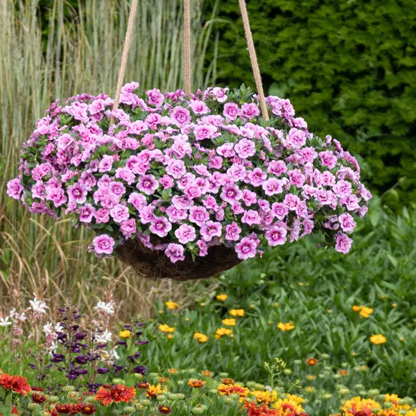 Calibrachoa Aloha Double Soft Pink Eye