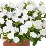 Calibrachoa Aloha Double White Calibrachoa Aloha Double White