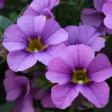 Calibrachoa Aloha Tiki Blue Calibrachoa Aloha Tiki Blue