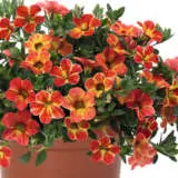 Calibrachoa Rainbow Orange Calibrachoa Rainbow Orange