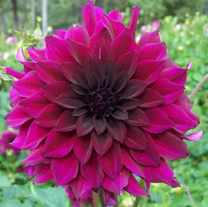 Colours Of The Dahlia Family Dahlia Black Embers For Waterlily - Garden Express Australia