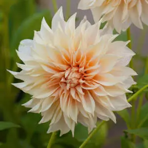Colours Of The Dahlia Family Dahlia Cafe Au Lait - Garden Express Australia