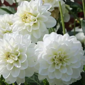 Colours Of The Dahlia Family Dahlia Grandalia White - Garden Express Australia