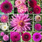Dahlia Ultimate Twilight Coll 2025 Coldahutc - Garden Express Australia