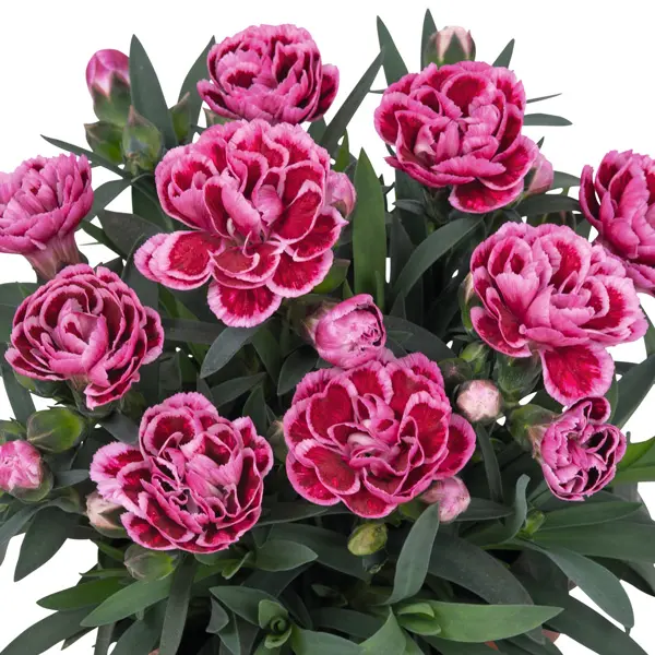 Dianthus Sprint Burgundy Dianthus Sprint Burgundy