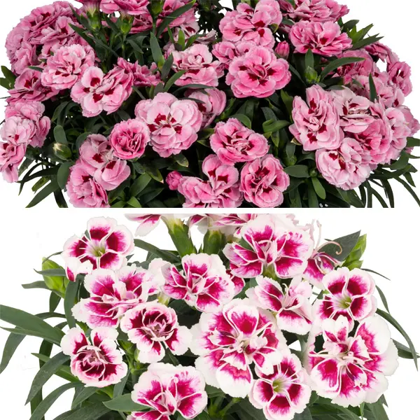 Dianthus Sprint Fancy Duo Dianthus Sprint Fancy Duo