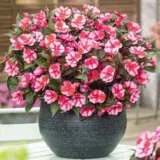 Floramedia Impatiens Sunpatiens Compact Red Candy P68sunpcrc - Garden Express Australia