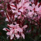 Gaura Graceful Light Pink Gaura Graceful Light Pink