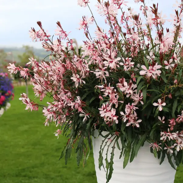Gaura Pink 75mm