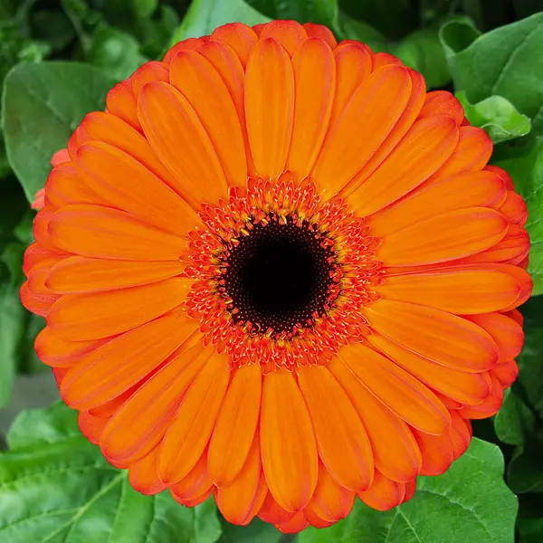 Gerbera Applause