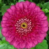 Gerbera Magic Ball Plagermba - Garden Express Australia
