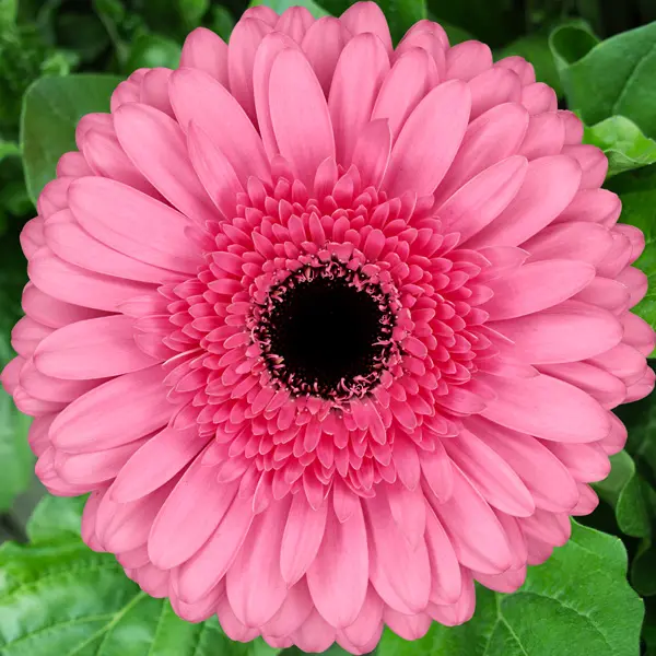 Gerbera Peppa Gerbera Peppa