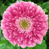 Gerbera Powerball Plagerpba - Garden Express Australia