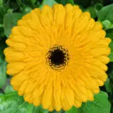 Gerbera Ritmo Gerbera Ritmo