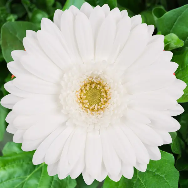 Gerbera Silvester Gerbera Silvester