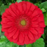 Gerbera Treasure Plagertrs - Garden Express Australia
