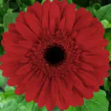 Gerbera Valerie Plagerval - Garden Express Australia