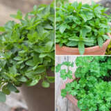 Herb Collection 2025 Colhercol - Garden Express Australia